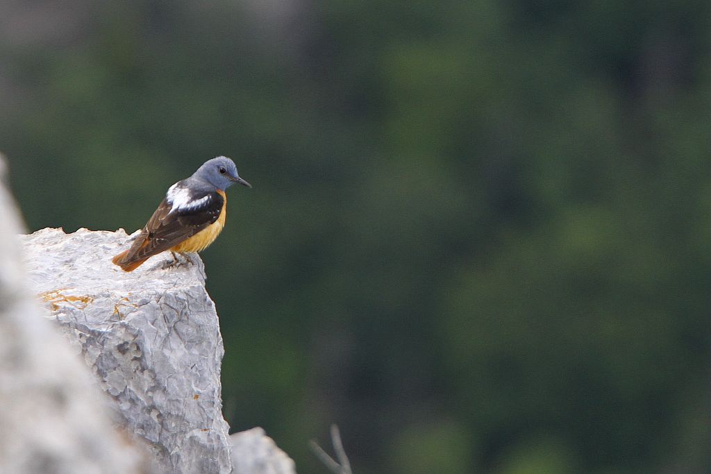 Monticole de roche, photo Pascal Saulay - Parc national des Ecrins